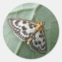 Small Magpie Moth Sticker