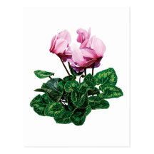 Small Pink Cyclamen Postcard