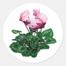 Small Pink Cyclamen Round Stickers