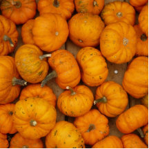 Small Pumpkins Photo Sculptures