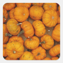 Small Pumpkins Square Sticker