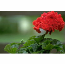 Small Red Bunch Photo Cutouts
