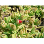 Small Red Flower Bush photo sculptures