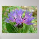 Small Summer Flower posters