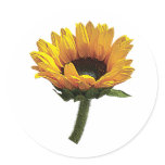 Small Sunflower Round Stickers