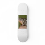 Small Toad Frog on finger against green door skateboards
