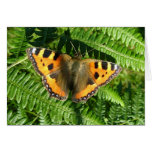 Small tortoiseshell cards