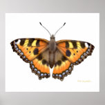 Small Tortoiseshell Vanessa Butterfly Print