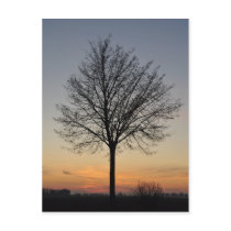 small tree sunset scenery, Baum Sonnenuntergang