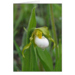 Small White Lady's Slipper Greeting Cards