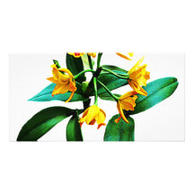 Small Yellow Orchid Photo Cards