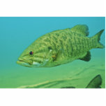 Smallmouth Bass photo sculptures