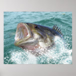 Smallmouth bass posters
