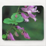 Smalls Beardtounge mousepads