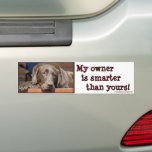 Smart Chocolate Lab bumper stickers