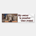 Smart Chocolate Lab Bumper Stickers