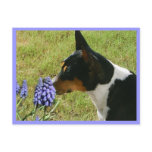 Smell the Flowers Postcard
