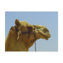 Smile - camel head with blue sky