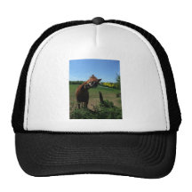 Smile of a horse front of a rape field mesh hat