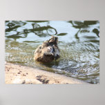 Smiley Duck posters