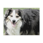 Smiling Australian Shepherd - Aussie Dog Post Cards