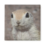 Smiling Baby Squirrel Magnet