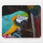 Smiling Blue and Gold Macaw Mouse Mat