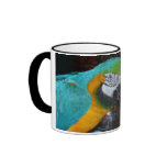 Smiling Blue and Gold Macaw mugs