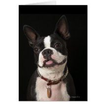 Smiling Boston terrier with collar Greeting Cards