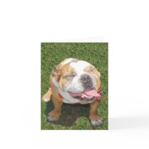 Smiling Bulldog