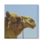 Smiling camel in profile magnets