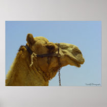 Smiling camel profile