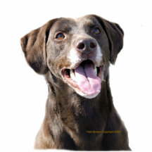 Smiling Chocolate Lab  Rescue Dog Pin Photo Sculpture