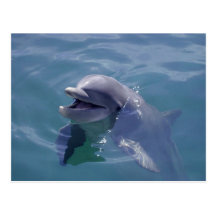 Smiling Dolphin Post Card