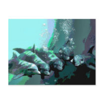 Smiling Dolphins Post Cards