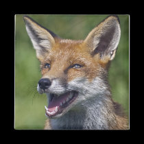 Smiling Fox Magnet