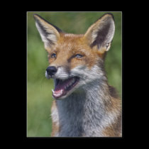 Smiling Fox Postcard