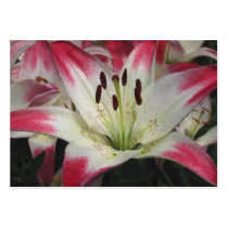 Smiling Lily ~ ATC