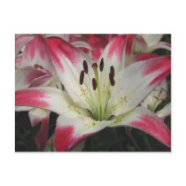 Smiling Lily ~ postcard
