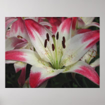 Smiling Lily ~ print