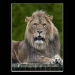 Smiling Lion Postcard postcards