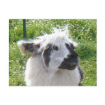 Smiling Llama  Postcard