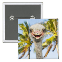 Smiling Ostrich Button