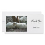 Smiling Sheep photo cards