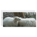 Smiling Sheep rack cards
