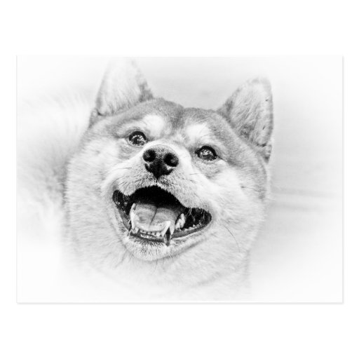 Smiling Shiba Inu dog Postcard