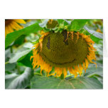 smiling sunflower greeting card