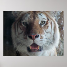Smiling Tiger Posters