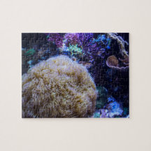 Smithsonian Coral Puzzles