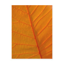 Smoke Tree Leaf Postcard